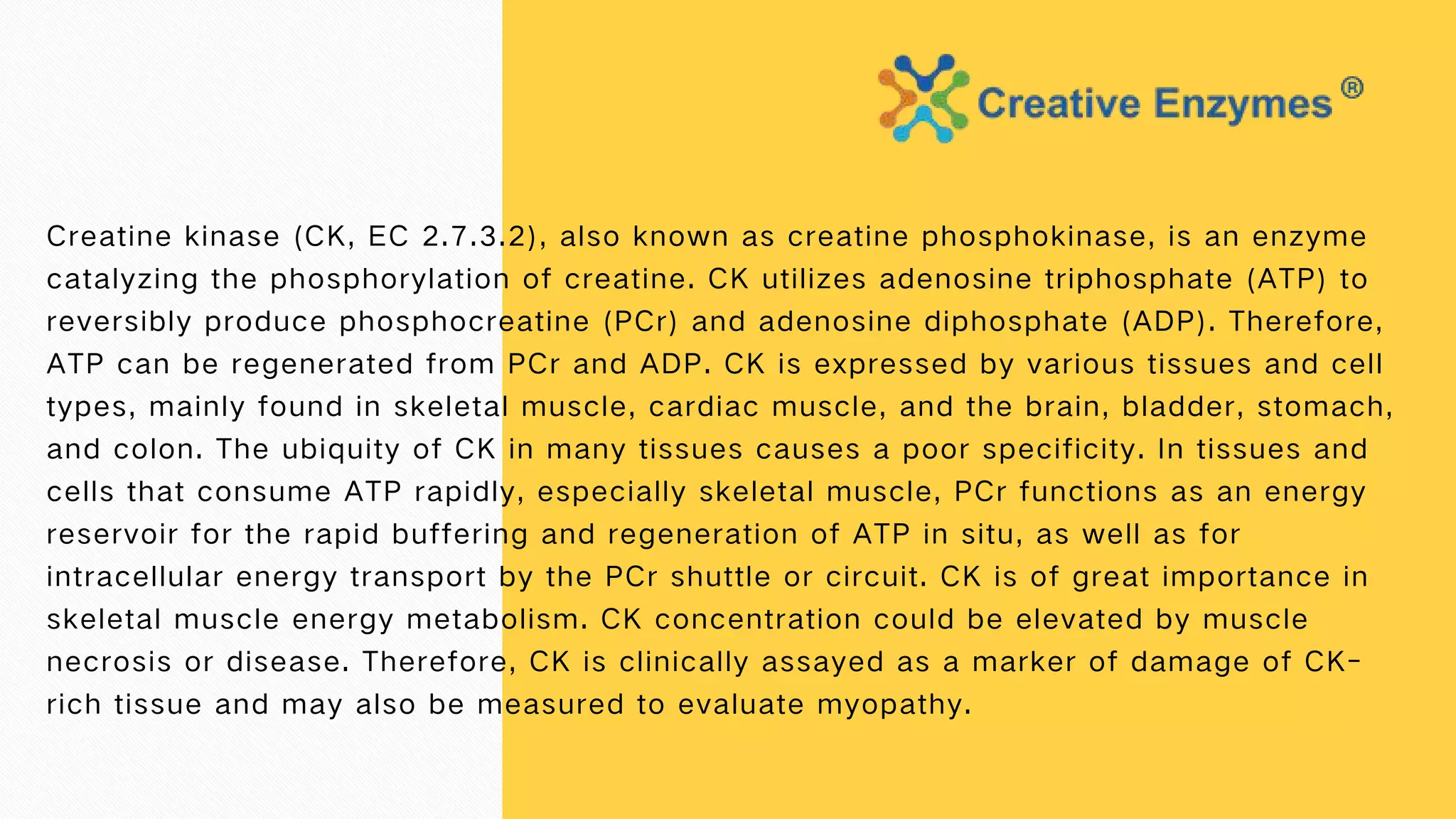 Creatine Phosphokinase Creative Enzymes PPT