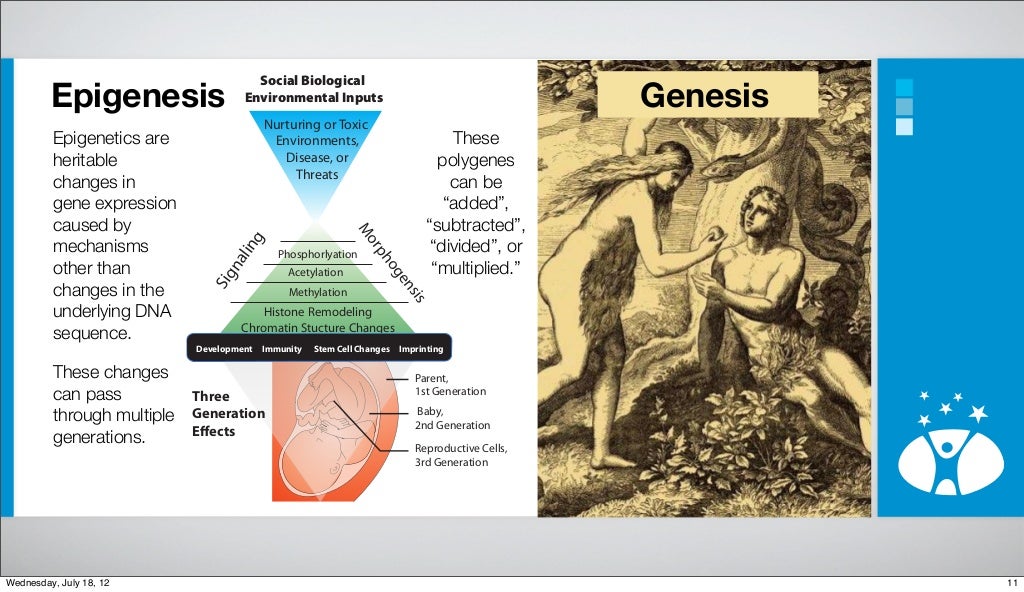 Epigenesis are heritable changes