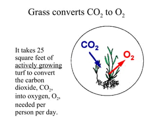 It takes 25 square feet of  actively growing  turf to convert the carbon dioxide, CO 2 , into oxygen, O 2 , needed per person per day. Grass converts CO 2  to O 2 