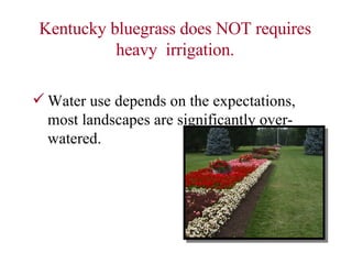 Kentucky bluegrass does NOT requires heavy  irrigation. Water use depends on the expectations, most landscapes are significantly over-watered. 