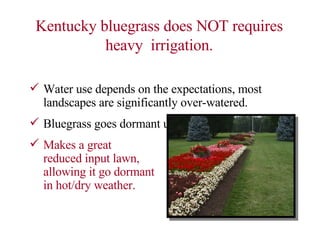 Kentucky bluegrass does NOT requires heavy  irrigation. Water use depends on the expectations, most landscapes are significantly over-watered. Bluegrass goes dormant under water stress. Makes a great  reduced input lawn,  allowing it go dormant  in hot/dry weather. 