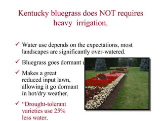 Kentucky bluegrass does NOT requires heavy  irrigation. Water use depends on the expectations, most landscapes are significantly over-watered. Bluegrass goes dormant under water stress. Makes a great  reduced input lawn,  allowing it go dormant  in hot/dry weather. “ Drought-tolerant  varieties use 25%  less water . 