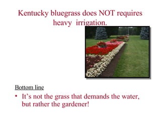 Kentucky bluegrass does NOT requires heavy  irrigation. Bottom line It’s not the grass that demands the water, but rather the gardener! 