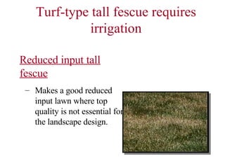 Turf-type tall fescue requires irrigation Reduced input tall fescue Makes a good reduced input lawn where top quality is not essential for the landscape design. 