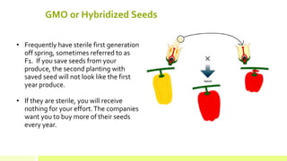 GMO or Hybridized Seeds 
• 
Frequently have sterile first generation off spring, sometimes referred to as F1. If you save seeds from your produce, the second planting with saved seed will not look like the first year produce. 
• 
If they are sterile, you will receive nothing for your effort. The companies want you to buy more of their seeds every year.  