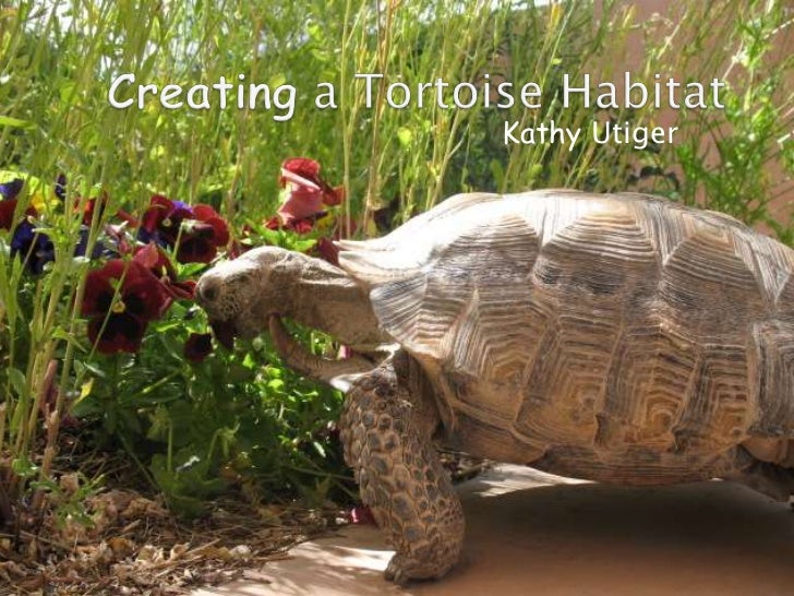 Creating a tortoise habitat