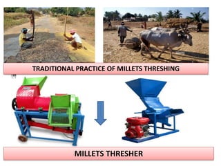 MILLETS THRESHER
TRADITIONAL PRACTICE OF MILLETS THRESHING
 