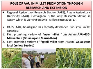  Regional Agricultural Research Station (RARS), Assam Agricultural
University (AAU), Gossaigaon is the only Research Station in
Assam which is working on Small Millets since 2016-17.
 RARS, AAU, Gossaigaon has recently developed two small millet
varieties:
1. First promising variety of finger millet from Assam-AAU-GSG-
Maruadhan (Gossaingaon Maruadhan)
2. First promising variety of foxtail millet from Assam- Gossaigaon
local (Yellow Seeded)
ROLE OF AAU IN MILLET PROMOTION THROUGH
RESEARCH AND EXTENSION
 