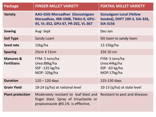 Package FINGER MILLET VARIETY FOXTAIL MILLET VARIETY
Variety AAU-GSG-Maruadhan (Gossaingaon
Maruadhan, INR-1008, TNAU-9, GPU-
45, VL-352, GPU-67, PR-202, VL-367
Gossaigaon Local (Yellow
Seeded), DHFT 109-3, SIA-326,
SIA-3156
Sowing Aug- Sept Dec-Jan
Soil Type Sandy Loam Silt loam to sandy loam
Seed rate 12kg/ha 12-15kg/ha
Spacing 25cm X 15cm 25X 10 cm
Manures &
Fertilizers
FYM: 5 tons/ha
Urea:88kg/ha
SSP :125 kg/ha
MOP: 32kg/ha
FYM: 5 tons/ha
Urea:44kg/ha
SSP :63 kg/ha
MOP:17kg/ha
Duration 110 – 120 days 125-130 days
Grain Yield 18-24 (q/ha) at national level 10-13 (q/ha) at state level
Plant protection Moderately resistant to leaf blast and
finger blast. Spray of tricyclazole or
propiconazole @0.1% is efffective.
Resistant to pest and diseases
 