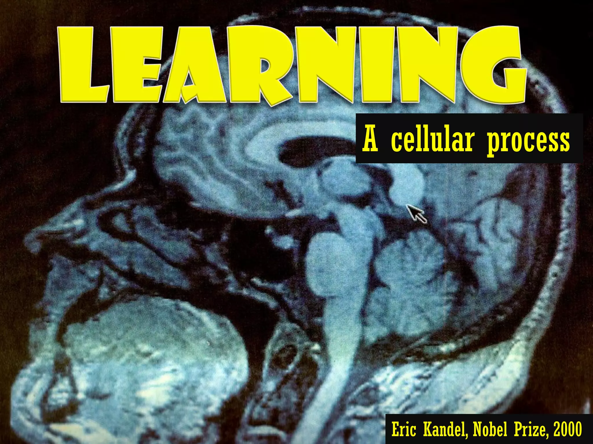 A cellular process




  Eric Kandel, Nobel Prize, 2000
 