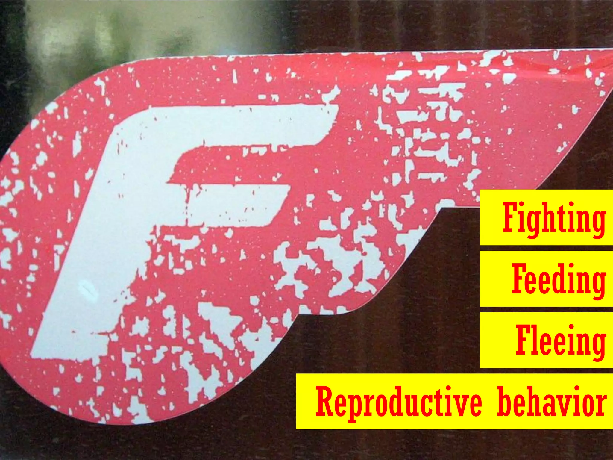 Fighting
              Feeding
              Fleeing
Reproductive behavior
 
