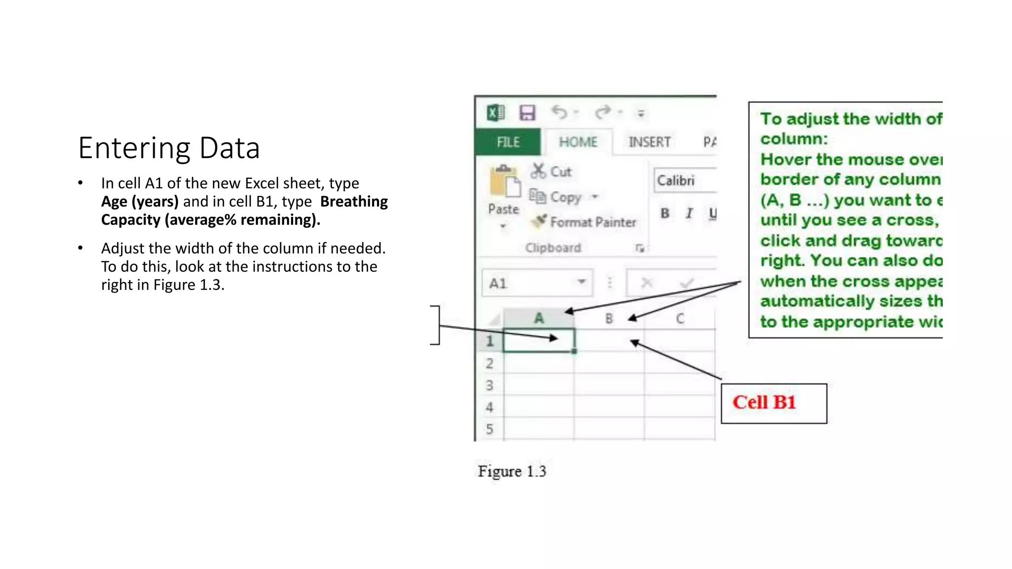 Entering Data
• In cell A1 of the new Excel sheet, type
Age (years) and in cell B1, type Breathing
Capacity (average% remaining).
• Adjust the width of the column if needed.
To do this, look at the instructions to the
right in Figure 1.3.
 