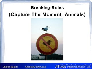 Breaking Rules
(Capture The Moment, Animals)
 