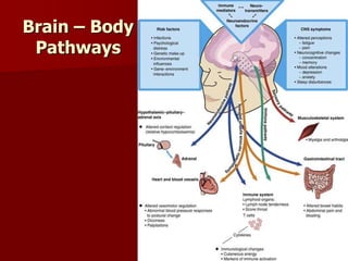 Brain – Body
Pathways
 