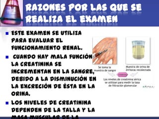 Razones por las que se
        realiza el examen
   Este examen se utiliza
    para evaluar el
    funcionamiento renal.
    Cuando hay mala función
    la creatinina se
    incrementan en la sangre,
    debido a la disminución en
    la excreción de ésta en la
    orina.
   Los niveles de creatinina
    dependen de la talla y la
 