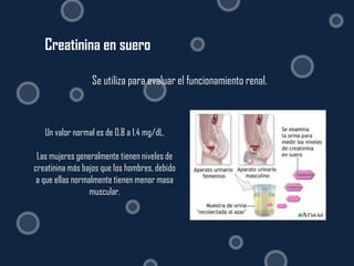 Creatinina en suero

                  Se utiliza para evaluar el funcionamiento renal.



   Un valor normal es de 0.8 a 1.4 mg/dL.

 Las mujeres generalmente tienen niveles de
creatinina más bajos que los hombres, debido
 a que ellas normalmente tienen menor masa
                  muscular.
 
