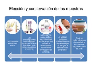 Elección y conservación de las muestras




                                      La heparina
                        Los           como sal de          Al utilizar       Para la
                 anticoagulantes      amonio debe           métodos      determinación
La muestra de     como heparina      evitarse en los   enzimáticos no     de creatinina
 elección es    sódica y EDTA no        métodos         se debe dejar      en orina se
    suero.       interfieren en la    enzimáticos         la sangre a
                determinación de                                         requiere orina
                                       que miden         temperatura        de 24 h.
                    creatinina.      producción de         ambiente.
                                         amonio.
 