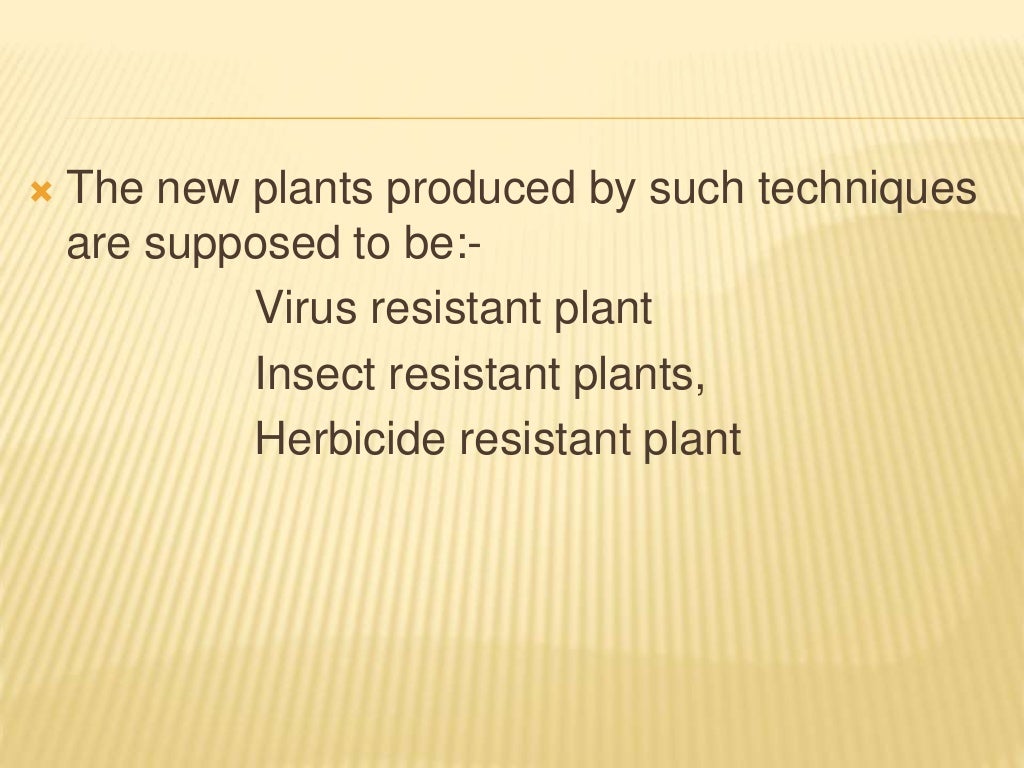 Creation of Bt plants
