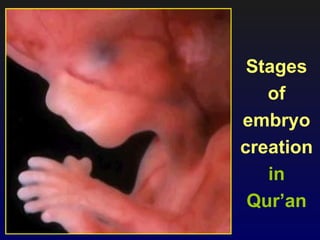 Stages
   of
embryo
creation
   in
 Qur’an
 