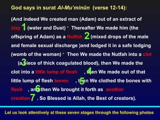 God says in surat Al-Mu’minûn (verse 12-14):

   (And indeed We created man (Adam) out of an extract of
   clay1 (water and Dust) * Thereafter We made him (the
   offspring of Adam) as a Nutfah 2 (mixed drops of the male
   and female sexual discharge )and lodged it in a safe lodging
   (womb of the woman) * Then We made the Nutfah into a clot
          3
      (a piece of thick coagulated blood), then We made the
   clot into a little lump of flesh       4
                                       , then We made out of that
   little lump of flesh bones         5
                                   , then We clothed the bones with
   flesh    6 , and then We brought it forth as another
   creation7 . So Blessed is Allah, the Best of creators).

Let us look attentively at these seven stages through the following photos
 