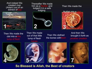 And indeed We           Thereafter We made
    created man            him as a Nutfah and            Then We made the
  (Adam) out of an          lodged it in a safe
    extract ofclay               lodging
                                                           Nutfah into a clot




1                             2                            3
Then We made the      Then We made                                 And then We
                      out of that little    Then We clothed       brought it forth as
  clot into alittle
                       lump of flesh       the bones withflesh   .another creation
  lump of flesh
                          bones




4                     5                      6                    7
           So Blessed is Allah, the Best of creators
 