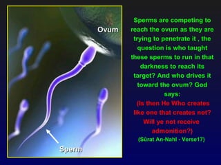 Sperms are competing to
        Ovum   reach the ovum as they are
                trying to penetrate it , the
                  question is who taught
               these sperms to run in that
                    darkness to reach its
                target? And who drives it
                  toward the ovum? God
                            says:
                  (Is then He Who creates
                like one that creates not?
                     Will ye not receive
                        admonition?)
                 (Sûrat An-Nahl - Verse17)
Sperm
 