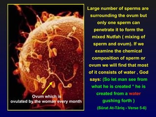 Large number of sperms are
                                     surrounding the ovum but
                                        only one sperm can
                                      penetrate it to form the
                                      mixed Nutfah ( mixing of
                                      sperm and ovum). If we
                                       examine the chemical
                                     composition of sperm or
                                    ovum we will find that most
                                    of it consists of water , God
                                     says: (So let man see from
                                     what he is created * he is
                                       created from a water
          Ovum which is
ovulated by the woman every month          gushing forth )
                                        (Sûrat At-Târiq - Verse 5-6)
 