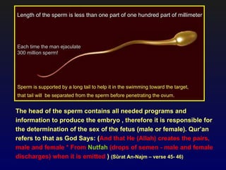 Length of the sperm is less than one part of one hundred part of millimeter




Each time the man ejaculate
300 million sperm!




Sperm is supported by a long tail to help it in the swimming toward the target,
that tail will be separated from the sperm before penetrating the ovum.


The head of the sperm contains all needed programs and
information to produce the embryo , therefore it is responsible for
the determination of the sex of the fetus (male or female). Qur’an
refers to that as God Says: (And that He (Allah) creates the pairs,
male and female * From Nutfah (drops of semen - male and female
discharges) when it is emitted ) (Sûrat An-Najm – verse 45- 46)
 