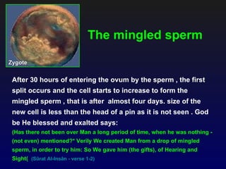 The mingled sperm

Zygote


 After 30 hours of entering the ovum by the sperm , the first
 split occurs and the cell starts to increase to form the
 mingled sperm , that is after almost four days. size of the
 new cell is less than the head of a pin as it is not seen . God
 be He blessed and exalted says:
 (Has there not been over Man a long period of time, when he was nothing -
 (not even) mentioned?* Verily We created Man from a drop of mingled
 sperm, in order to try him: So We gave him (the gifts), of Hearing and
 Sight( (Sûrat Al-Insân - verse 1-2)
 