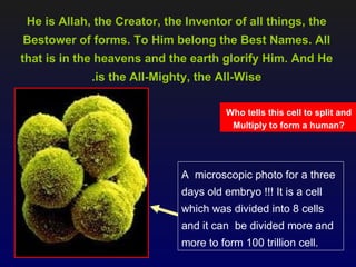 He is Allah, the Creator, the Inventor of all things, the
Bestower of forms. To Him belong the Best Names. All
that is in the heavens and the earth glorify Him. And He
             .is the All-Mighty, the All-Wise

                                        Who tells this cell to split and
                                         Multiply to form a human?




                              A microscopic photo for a three
                              days old embryo !!! It is a cell
                              which was divided into 8 cells
                              and it can be divided more and
                              more to form 100 trillion cell.
 