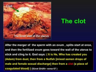 Clot




                                                The clot

       The inner wall of the uterus


After the merger of the sperm with an ovum , splits start at once,
and then the fertilized ovum goes toward the wall of the uterus to
stick and cling to it. God says: ( It is He, Who has created you
(Adam) from dust, then from a Nutfah [mixed semen drops of
male and female sexual discharge] then from a clot (a piece of
coagulated blood) ) (Sûrat Ghâfir- verse 67 )
 