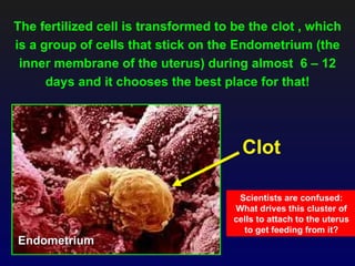 The fertilized cell is transformed to be the clot , which
is a group of cells that stick on the Endometrium (the
 inner membrane of the uterus) during almost 6 – 12
      days and it chooses the best place for that!




                                        Clot

                                       Scientists are confused:
                                      What drives this cluster of
                                      cells to attach to the uterus
                                        to get feeding from it?
Endometrium
 