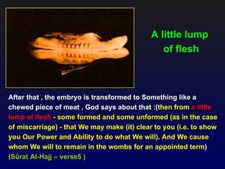 A little lump
                                                of flesh



After that , the embryo is transformed to Something like a
chewed piece of meat , God says about that :(then from a little
lump of flesh - some formed and some unformed (as in the case
of miscarriage) - that We may make (it) clear to you (i.e. to show
you Our Power and Ability to do what We will). And We cause
whom We will to remain in the wombs for an appointed term)
(Sûrat Al-Hajj – verse5 )
 