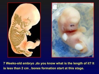 7 Weeks-old embryo ,do you know what is the length of it? It
is less than 2 cm , bones formation start at this stage.
 