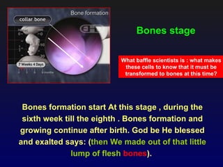 Bone formation


                                   Bones stage

                              What baffle scientists is : what makes
                               these cells to know that it must be
                               transformed to bones at this time?




 Bones formation start At this stage , during the
 sixth week till the eighth . Bones formation and
growing continue after birth. God be He blessed
and exalted says: (then We made out of that little
              lump of flesh bones).
 