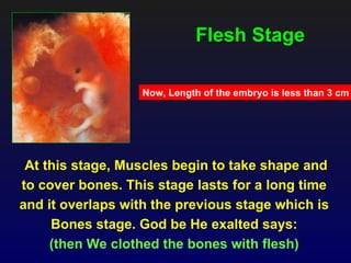 Flesh Stage

                   Now, Length of the embryo is less than 3 cm




 At this stage, Muscles begin to take shape and
to cover bones. This stage lasts for a long time
and it overlaps with the previous stage which is
     Bones stage. God be He exalted says:
     (then We clothed the bones with flesh)
 