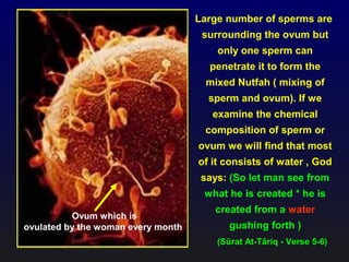 Large number of sperms are
surrounding the ovum but
only one sperm can
penetrate it to form the
mixed Nutfah ( mixing of
sperm and ovum). If we
examine the chemical
composition of sperm or
ovum we will find that most
of it consists of water , God
says: (So let man see from
what he is created * he is
created from a water
gushing forth )
(Sûrat At-Târiq - Verse 5-6)
Ovum which is
ovulated by the woman every month
 