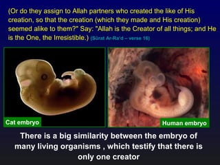 Human embryoCat embryo
(Or do they assign to Allah partners who created the like of His
creation, so that the creation (which they made and His creation)
seemed alike to them?" Say: "Allah is the Creator of all things; and He
is the One, the Irresistible.) (Sûrat Ar-Ra‘d – verse 16)
There is a big similarity between the embryo of
many living organisms , which testify that there is
only one creator
 