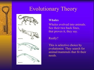 Evolutionary Theory Whales Whales evolved into animals.  See their two back fines,  that proves it, they say. Really?  This is selective choice by evolutionist. They search for animal/mammuls that fit their needs. 