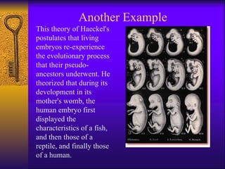 This theory of Haeckel's postulates that living embryos re-experience the evolutionary process that their pseudo-ancestors underwent. He theorized that during its development in its mother's womb, the human embryo first displayed the characteristics of a fish, and then those of a reptile, and finally those of a human. Another Example 