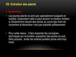 VII. Entretien des plants
1. Eclairement
• Les jeunes plants ne sont pas spécialement exigeant en
lumière. Cependant celle-ci peut devenir un facteur limitant
si l'éclairement naturel des serres au cours des mois de
novembre et décembre n'est pas exploité suffisamment
• Pour cette raison , il faut respecter les consignes
techniques sur la lumière: exposition des serres au sud,
films propres , éviter les ombres portées (brise-vent trop
haut)
 