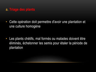 a. Triage des plants
• Cette opération doit permettre d'avoir une plantation et
une culture homogène
• Les plants chétifs, mal formés ou malades doivent être
éliminés, échelonner les semis pour étaler la période de
plantation
 
