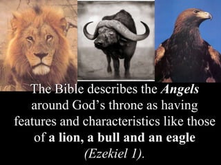 God
Himself
is
likened
in
Scripture
to a lion,
 