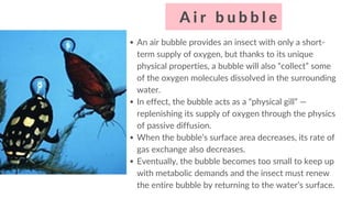 Floating Bug Air Respiration_in_aquatic_insects__________ | PDF