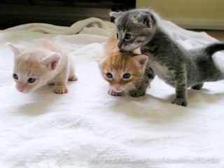http://www.ﬂickr.com/photos/fofurasfelinas/9724483/
 