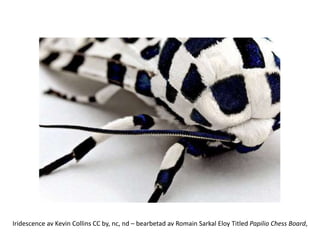 Iridescence av Kevin Collins CC by, nc, nd – bearbetad av Romain Sarkal Eloy Titled Papilio Chess Board,
 
