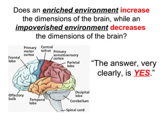 Does an enriched environment increase
the dimensions of the brain, while an
impoverished environment decreases
the dimensions of the brain?
“The answer, very
clearly, is YES.”
 