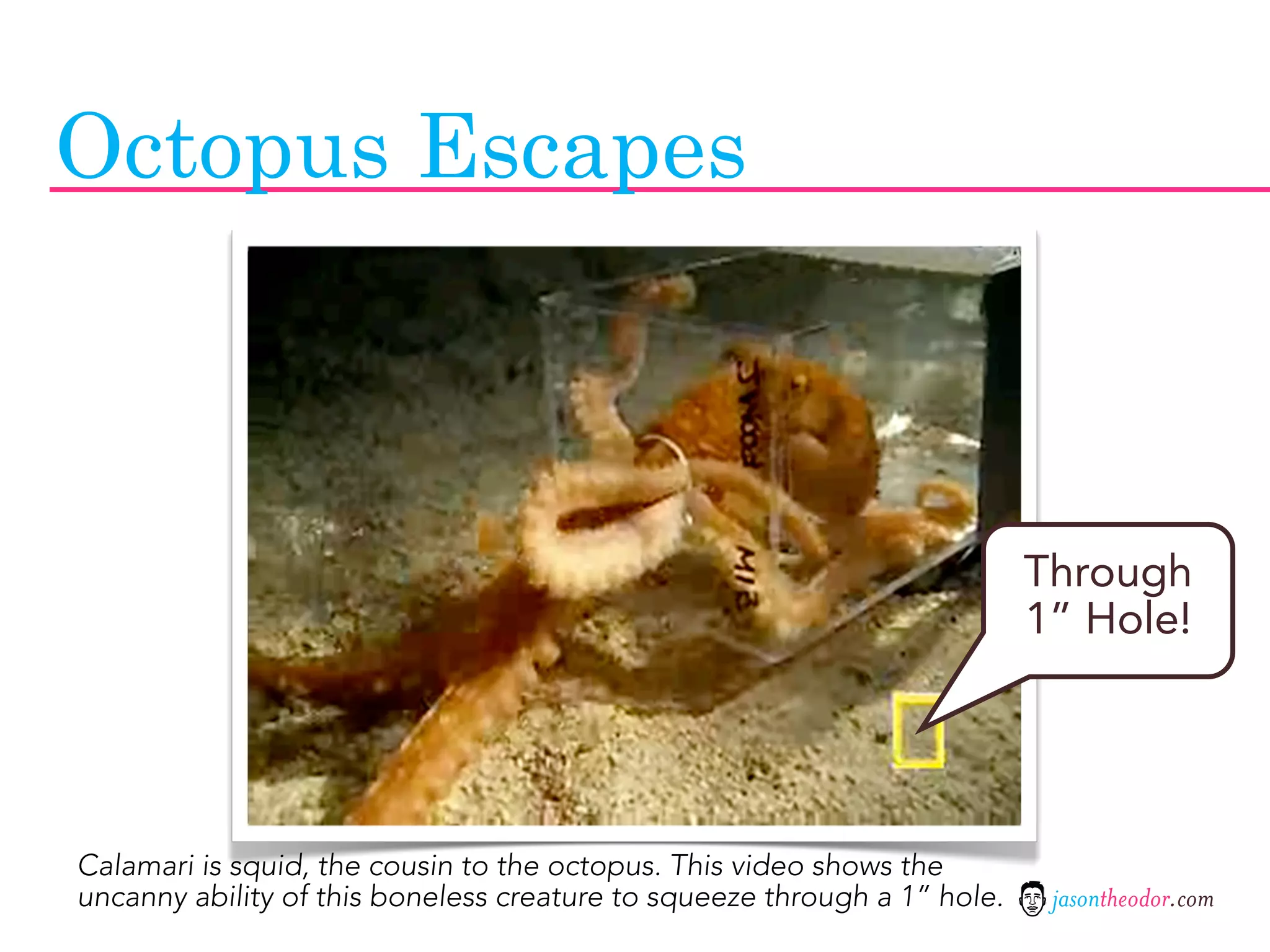 Octopus Escapes



                                                                          Through
                                                                          1” Hole!




Calamari is squid, the cousin to the octopus. This video shows the
uncanny ability of this boneless creature to squeeze through a 1” hole.    jasontheodor.com
 