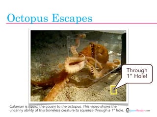 Octopus Escapes



                                                                          Through
                                                                          1” Hole!




Calamari is squid, the cousin to the octopus. This video shows the
uncanny ability of this boneless creature to squeeze through a 1” hole.    jasontheodor.com
 