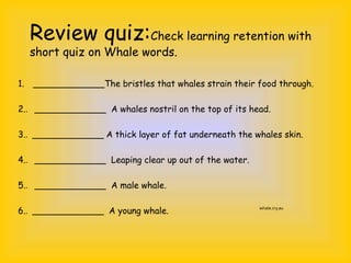 Review quiz:Check learning retention with
short quiz on Whale words.
1. _____________The bristles that whales strain their food through.
2.. _____________ A whales nostril on the top of its head.
3.. _____________ A thick layer of fat underneath the whales skin.
4.. _____________ Leaping clear up out of the water.
5.. _____________ A male whale.
6.. _____________ A young whale. whale.cry.au
 